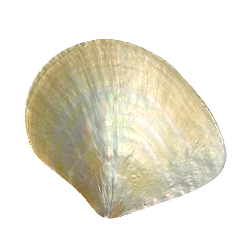 Natural Yellow Butterfly Beibe - Aquarium Fish Yellow review and price
