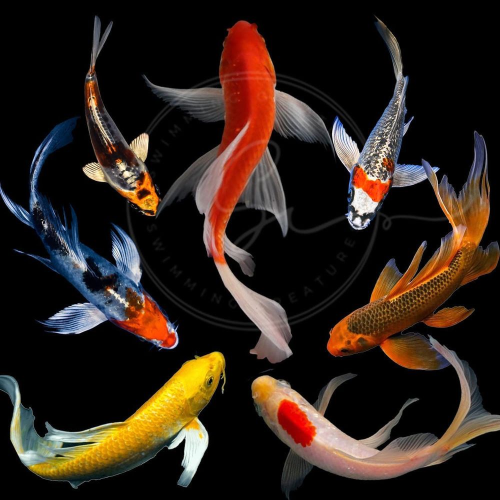 Assorted Colors Live Koi Fish  - Aquarium Fish Koi review and price