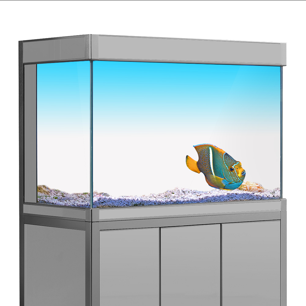 Fish Tank Background Sticker W - Aquarium Fish Yellow review and price