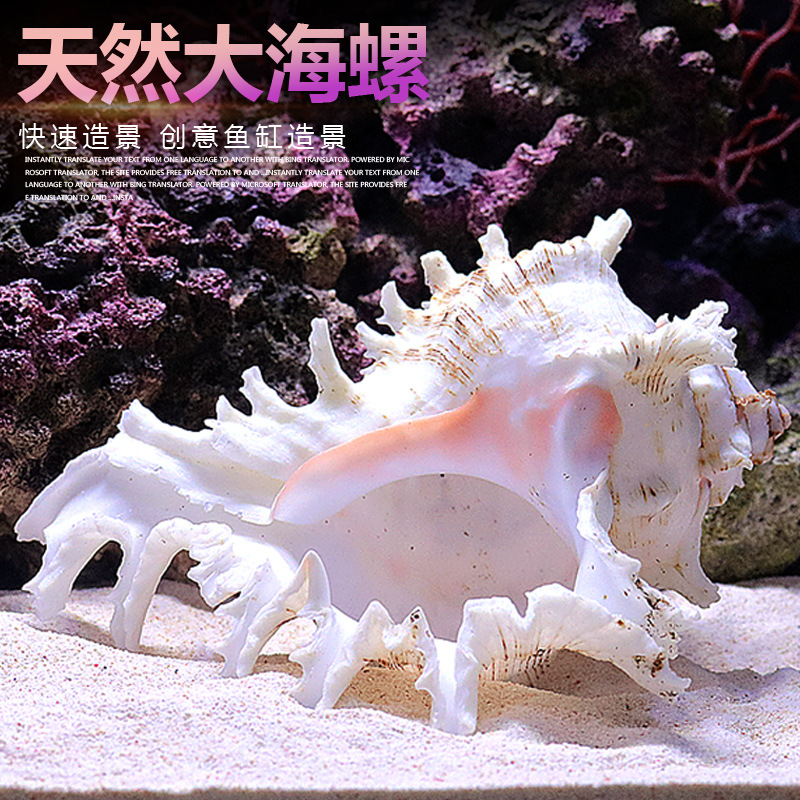 Natural Sea Snail Aquarium Dec - Aquarium Fish Of The World review and price