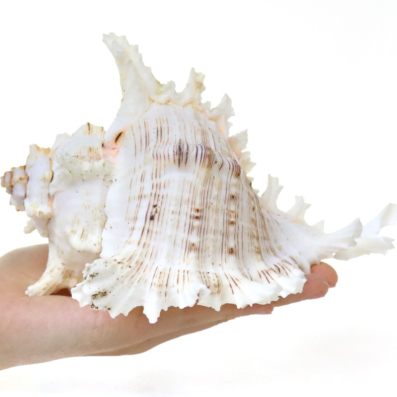 Natural Sea Snail Aquarium Dec - Aquarium Fish Of The World review and price
