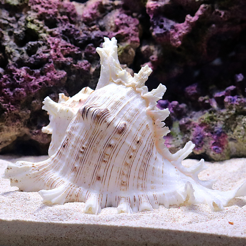 Natural Sea Snail Aquarium Dec - Aquarium Fish Of The World review and price