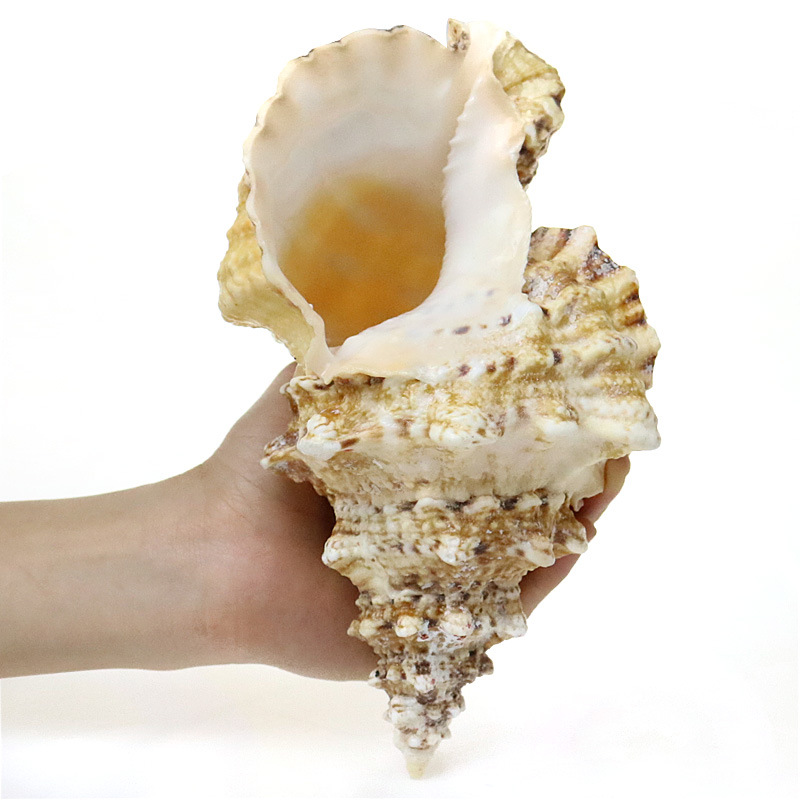 Natural Sea Snail Aquarium Dec - Aquarium Fish Of The World review and price