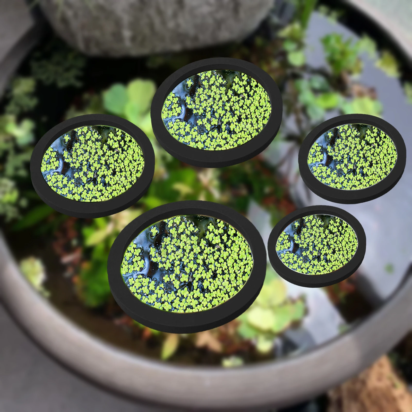 5Pcs EVA Fish Feeding Ring Aqu - Aquarium Fish Real review and price