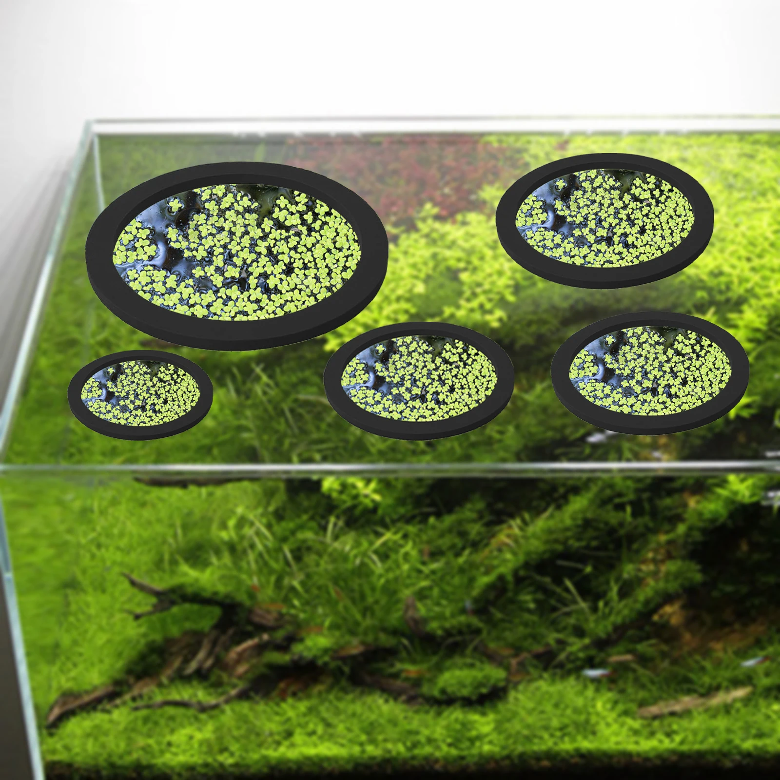 5Pcs EVA Fish Feeding Ring Aqu - Aquarium Fish Real review and price