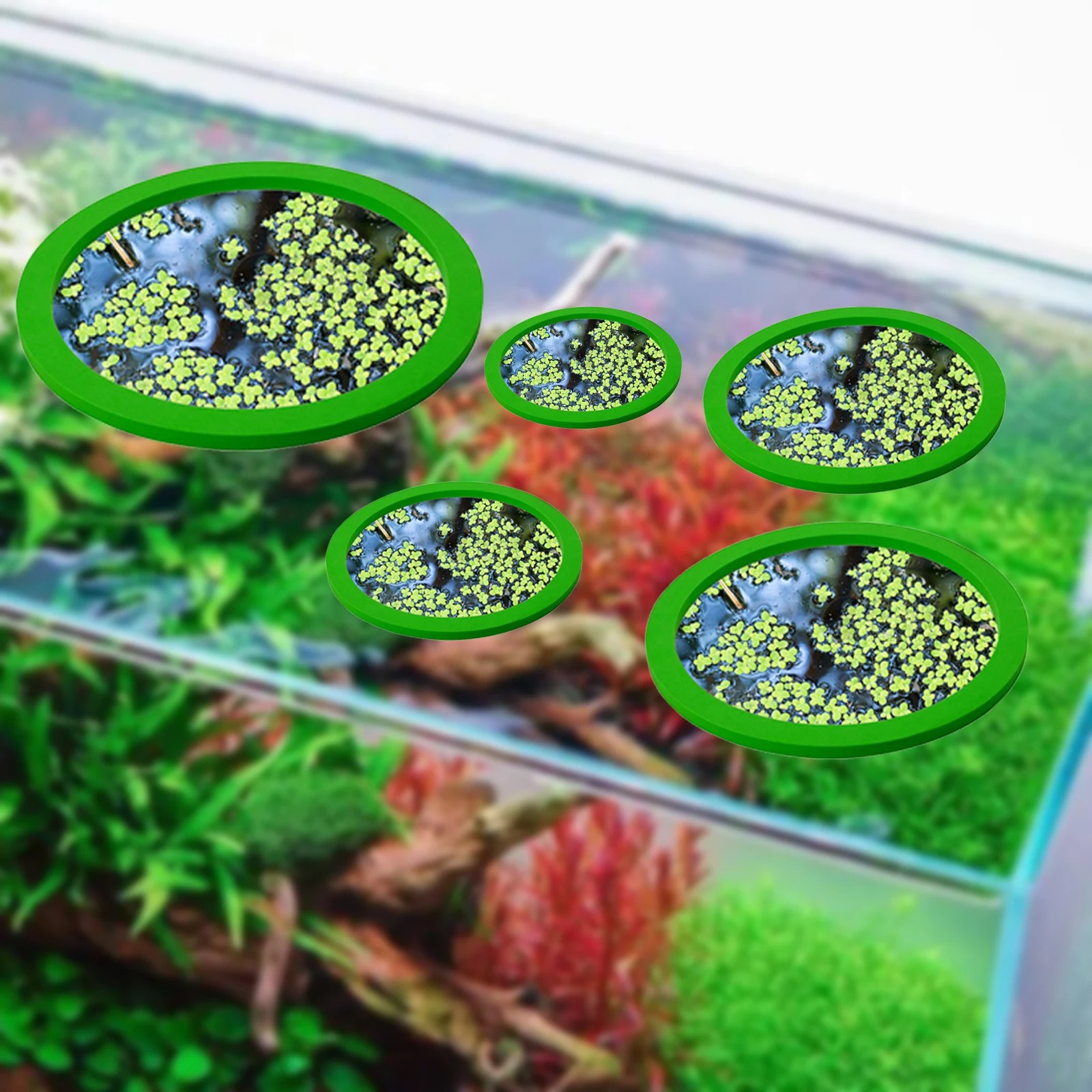 5Pcs EVA Fish Feeding Ring Aqu - Aquarium Fish Real review and price