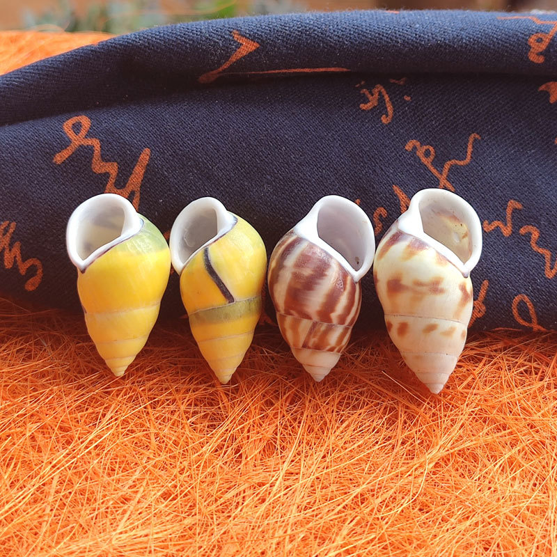 Rare Trochus Shell Aquarium Or - Aquarium Fish Yellow review and price