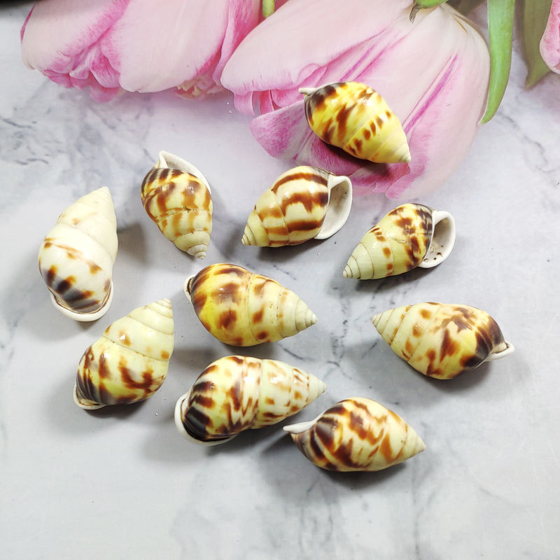 Rare Trochus Shell Aquarium Or - Aquarium Fish Yellow review and price