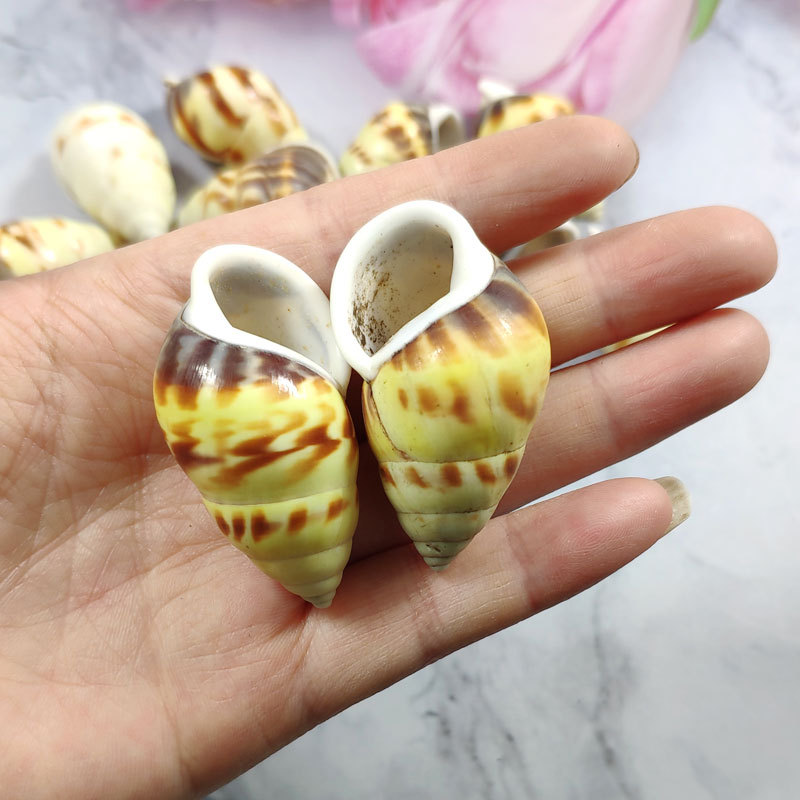 Rare Trochus Shell Aquarium Or - Aquarium Fish Yellow review and price